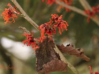 Hamamelis Arnhem 2015 02 07 3156